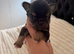 Extremely tiny black tri male chihuahua