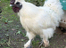 Silkie Cockerel