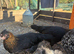 Olive Eggers hens
