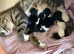 Beautiful kittens almost ready to go
