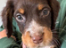 Beautiful 8 week old cocker spaniel puppies