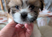Shitzu Puppy's