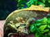 Male Crested Gecko & Full setup