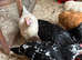 Hens and chickens