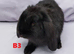 Cute & Loving French x Mini Lop Males Ready!!!