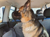 5 Year Old Female German Shepard