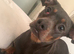 Female dachshund frenchie mix