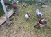 Manderin ducks