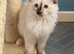 Female ragdoll tica and gccf un neutered