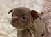 KENNEL CLUB REGISTERED TINY, EXCEPTIONAL & VERY RARE CHIHUAHUA PUPPIES