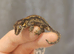 Hatchling gargoyle gecko