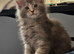 Pollydactyl maine coons ready 3 weeks 7777 tica registered.