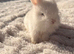 Purebred Minilop bunnies