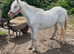 Spot mare 12hh