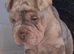 Last Puppy Remaining – Beautiful Merle Shar Pei