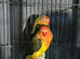 Lovebirds