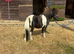 3 Shetland geldings