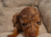 Miniature dachshund pups