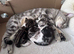 British Short Hair kittens