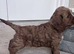 Beautiful cockapoo pupps