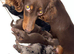 Kc long haired dachshund