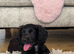 Working cocker spaniel female puppy