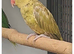 Hen 3 years old