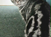 Bsh. Silver Tabby. ACTIVE/Nonactive. TICA
