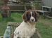 Springer Spaniel pups
