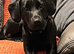 Patterdale terrier female pup