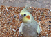 1 cinnamon pearl pied male & 1 cinnamon pearl male for sale