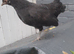Black bantam chicken