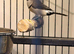 Hen owl finch