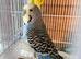 budgies