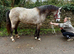 Beautiful rising 3 ye old full registered Connemara mare
