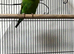 Beautiful Home Bred Young Budgies