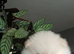 Pomeranian puppy