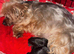 Two beautiful Yorkshire terrier puppy bitches