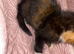 Beautiful kitten for sale