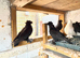 Double crested trumpeters Pairs for sale