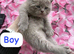 Kitten Bsh