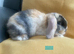 Mini lop litter ready 1st August. Unusual colours.