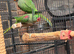 Pair of Alexandra parrot