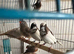 Finches & Dimond Doves