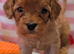 Extensively health tested F1 cavapoos