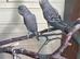 Black face male and female budgie in Dagenham