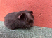 Baby sow guinea pigs