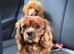Kc Health Tested Ruby Cavalier King Charles At Stud