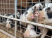 Kune kune pigs