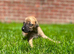 2 Brackenswift puppies available